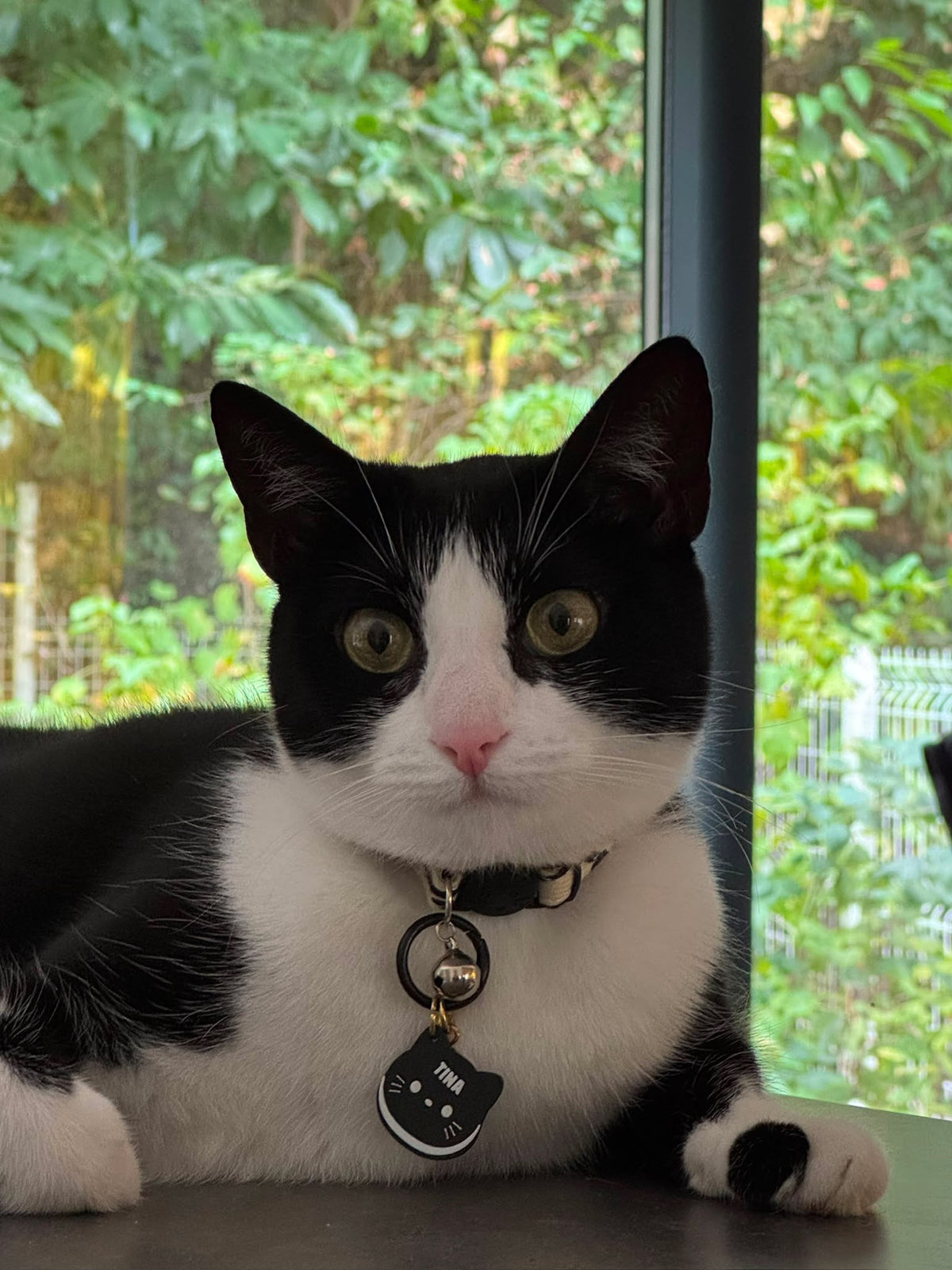Médailles Chats