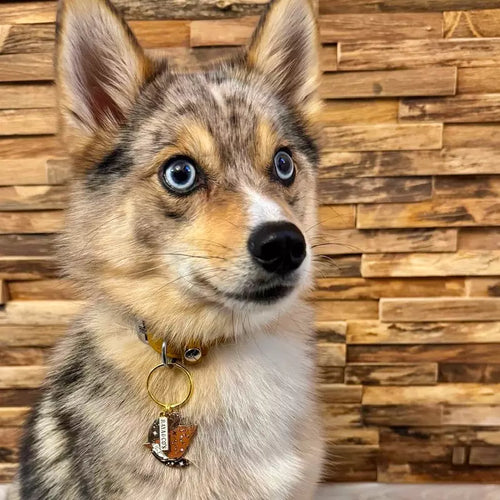 Adorable Médaille Loup Marron